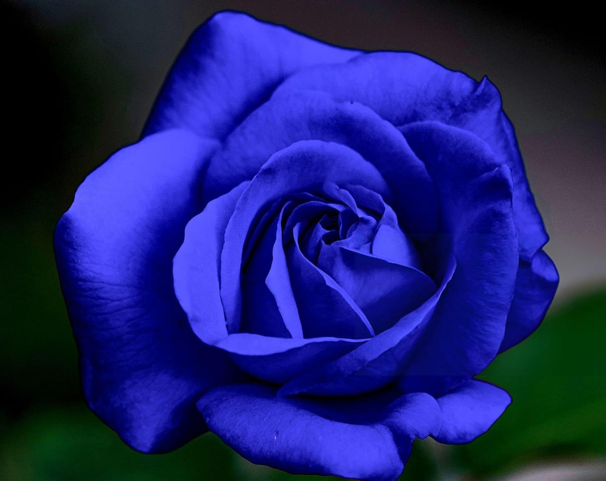 Blue Rose Seeds