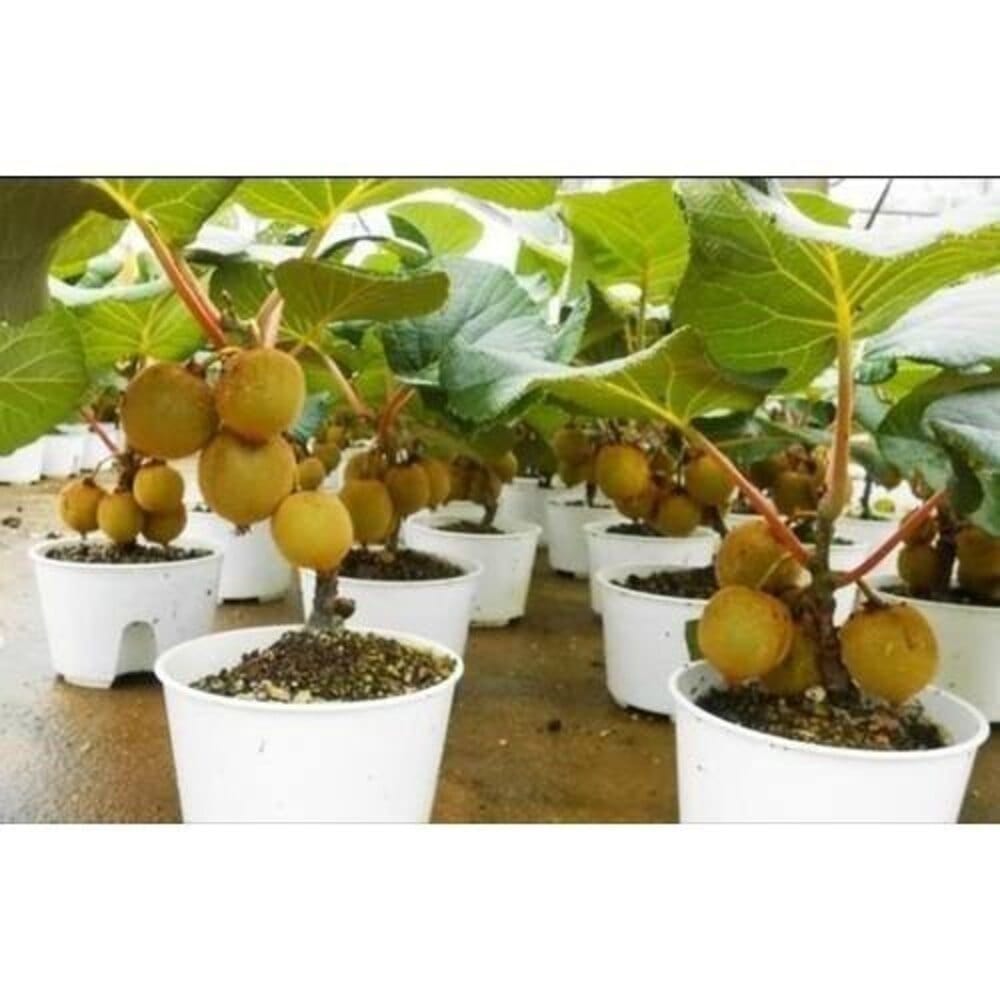 Kiwi Fruit Seeds