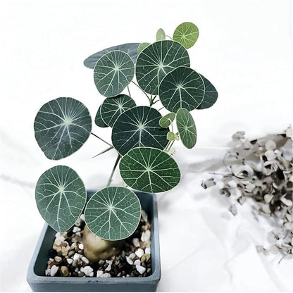 Caudexo™️Stephania Erecta Plant (Pack of 2)